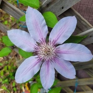 Meet your Posher, Allyson